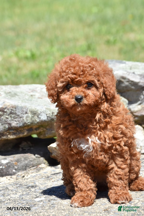 Toy Poodle dogs Shelly - Ad 2