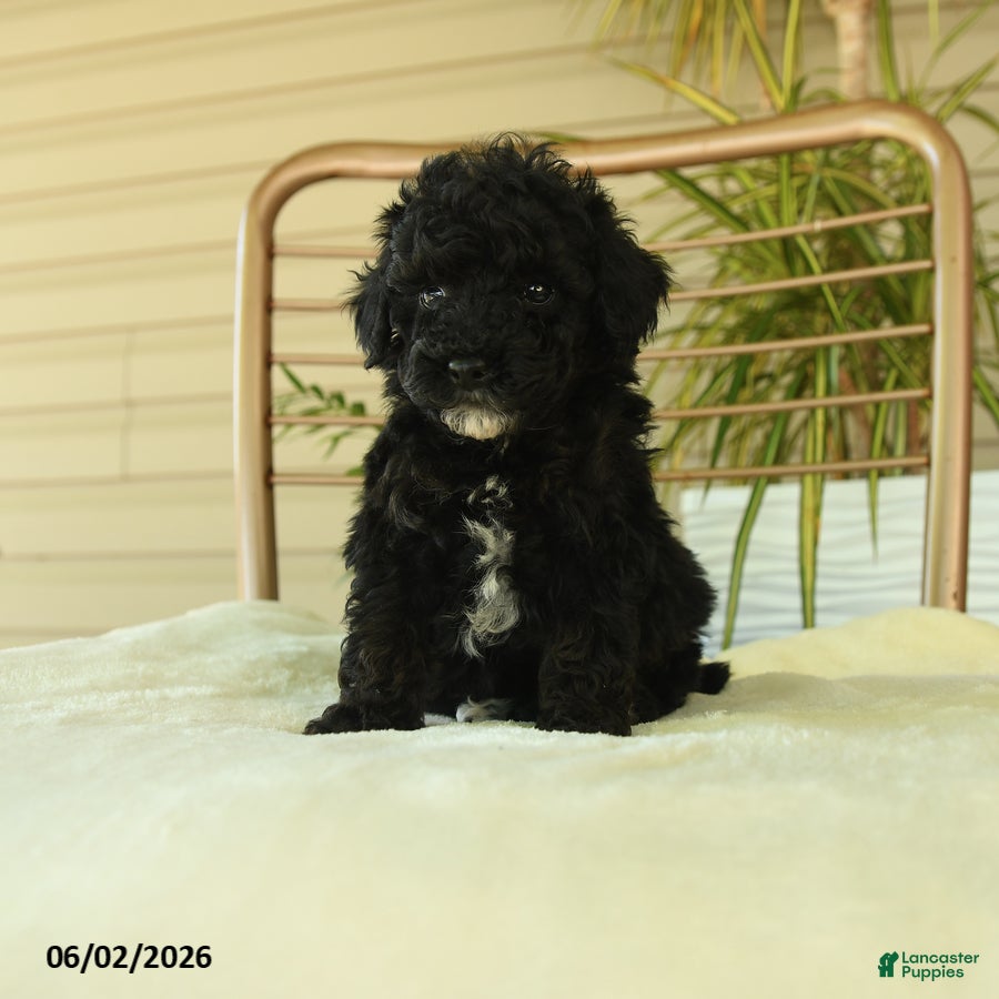 Miniature Poodle dogs Quirk - Ad 1