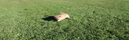 Shiba Inu dogs for sale: Cardigan  - Ad 3