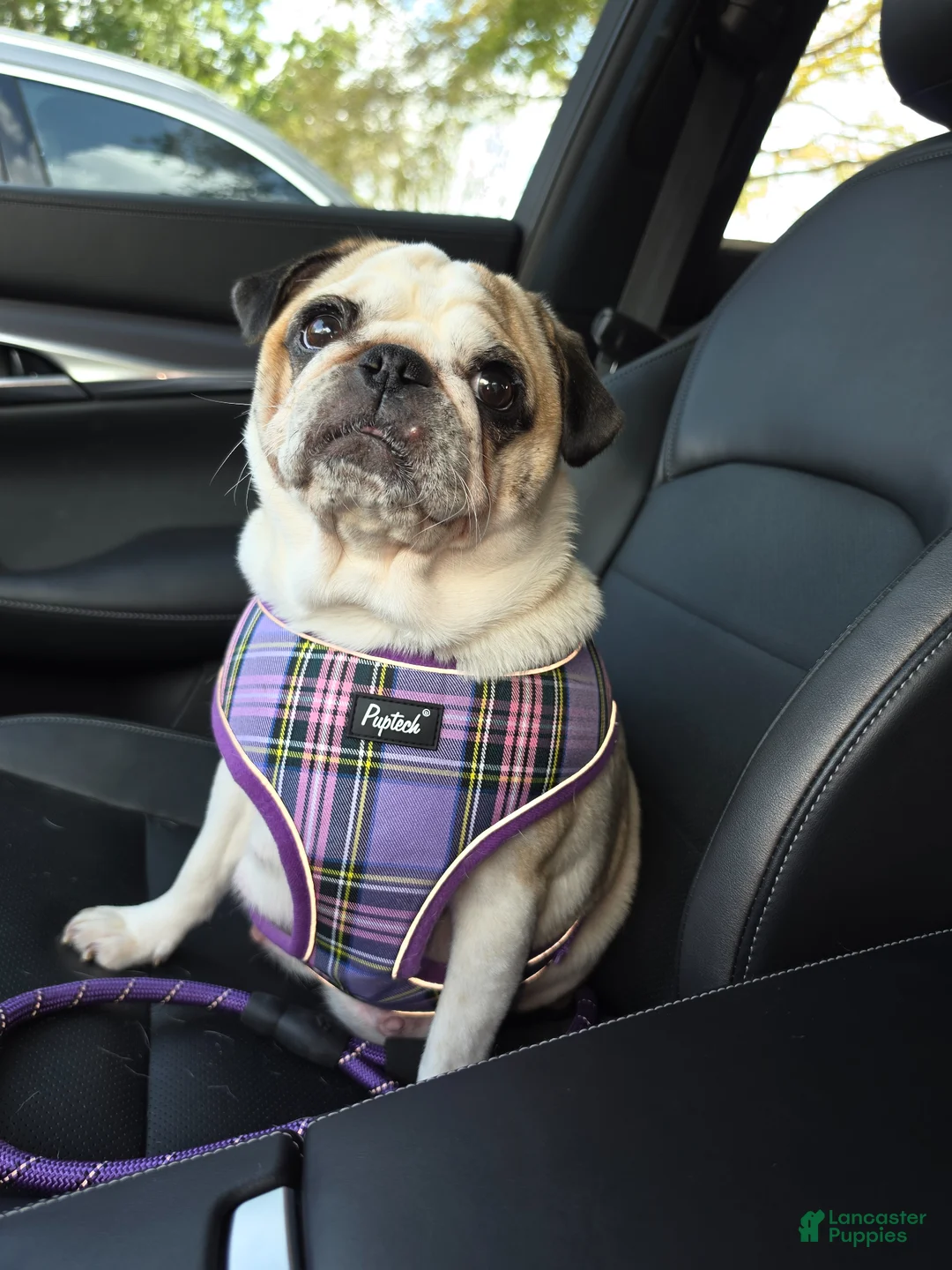 Pug dogs for sale: PETER - Ad 2