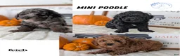 Miniature Poodle dogs for sale: Hazel - Ad 14