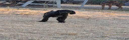 German Shorthaired Pointer dogs for sale: Mini Me - Ad 3