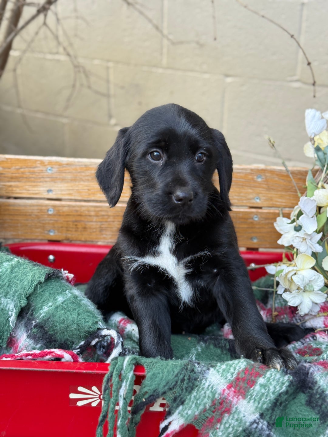 Mixed Breed dogs for sale: Rubie - Ad 6