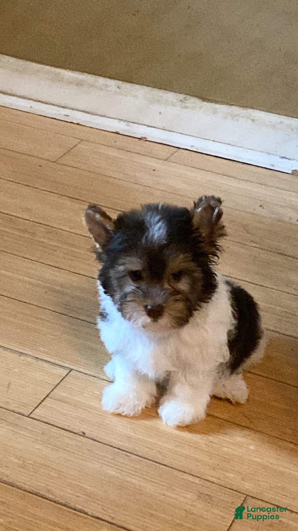 Biewer Terrier dogs Biewer Terrier Puppy 1 - Ad 9