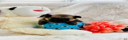 Pomeranian dogs for sale: Pomeranian 2 - Ad 4