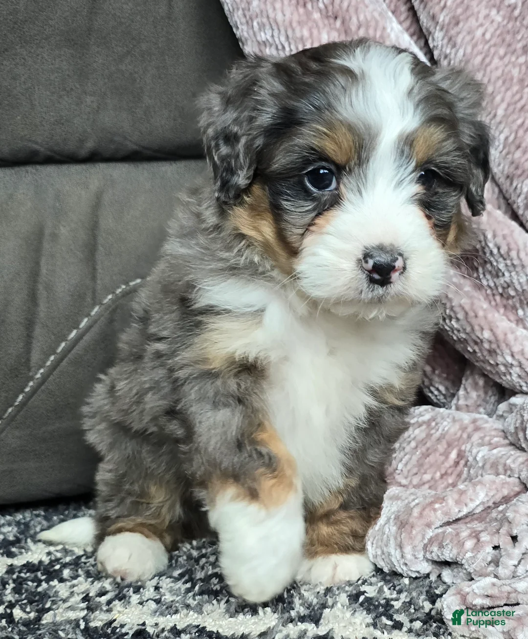 Mini Bernedoodle dogs for sale: Mini Archie - Ad 10