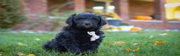 Newfypoo dogs for sale: Oliver - Ad 2