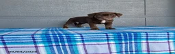 Labrador Retriever dogs for sale: Rosie - Ad 3