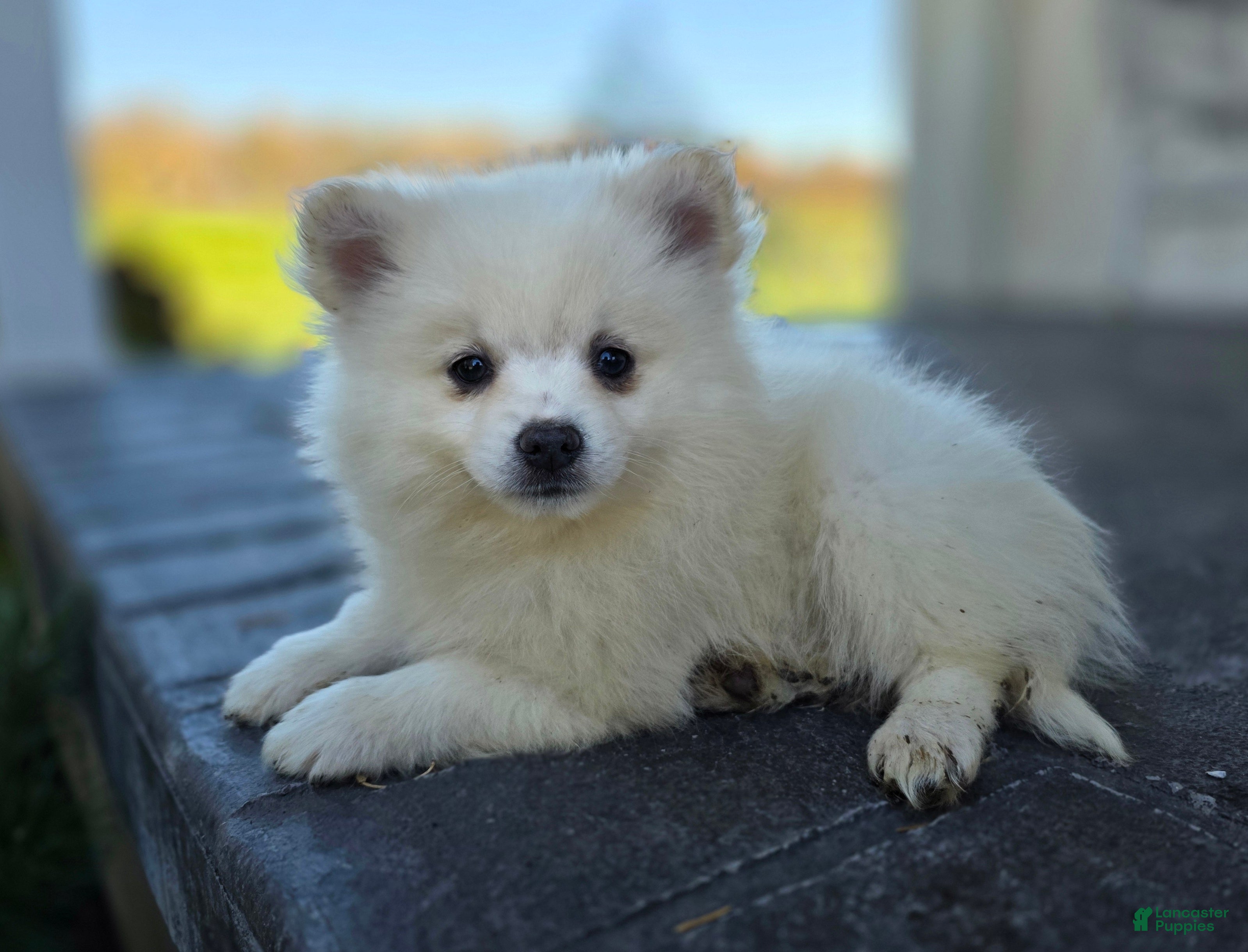 Pomeranian dogs for sale: Stella- Cream - Ad 1