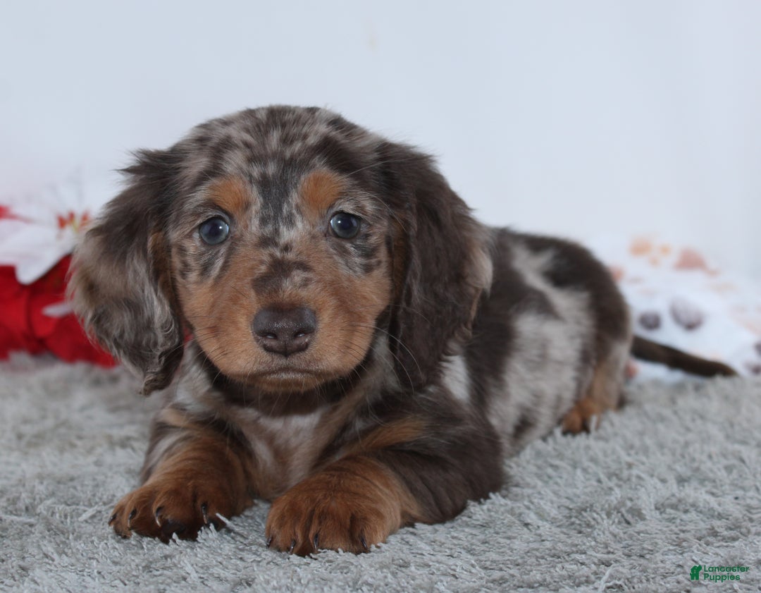 Miniature Dachshund dogs for sale: Harrison - Ad 4