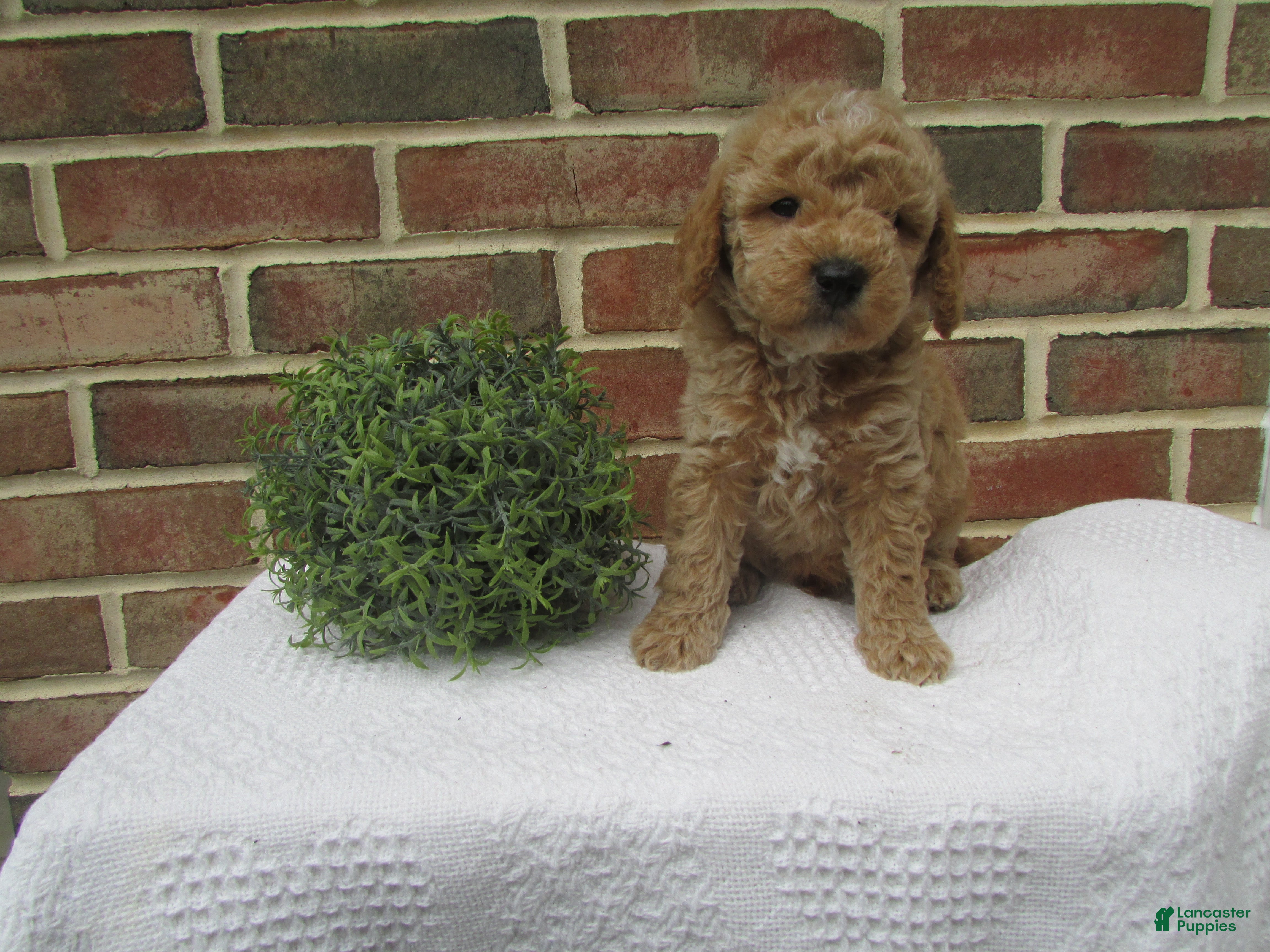 Mini Goldendoodle dogs Daisy - Ad 2
