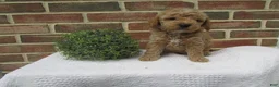 Mini Goldendoodle dogs for sale: Daisy - Ad 2