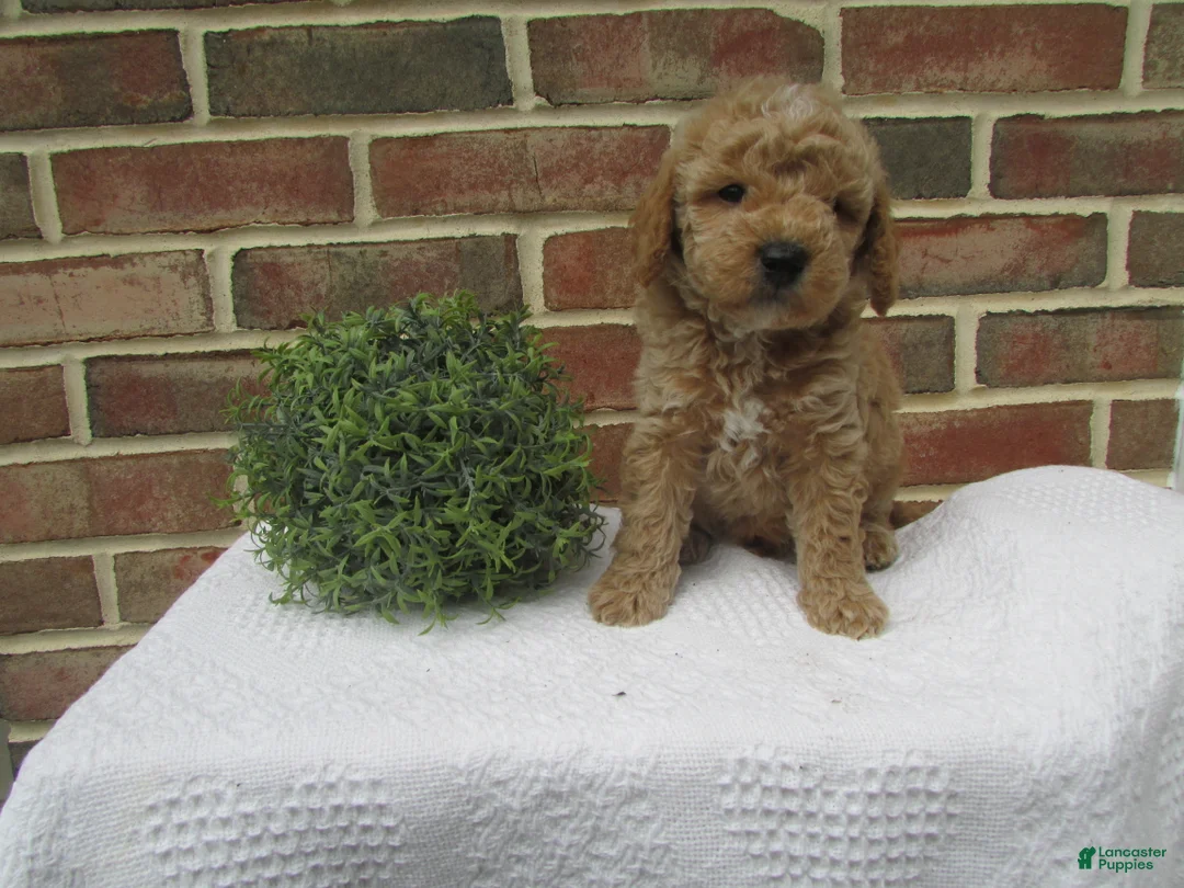 Mini Goldendoodle dogs for sale: Daisy - Ad 2