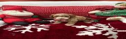 Mini Goldendoodle dogs for sale: Petite Mini Goldendoodle Twinkie - Ad 4