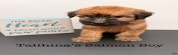 Soft Coated Wheaten Terrier dogs for sale: Talihina’s Salmon Boy - Ad 1