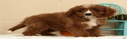 Cavapoo dogs for sale: Ace - Ad 8
