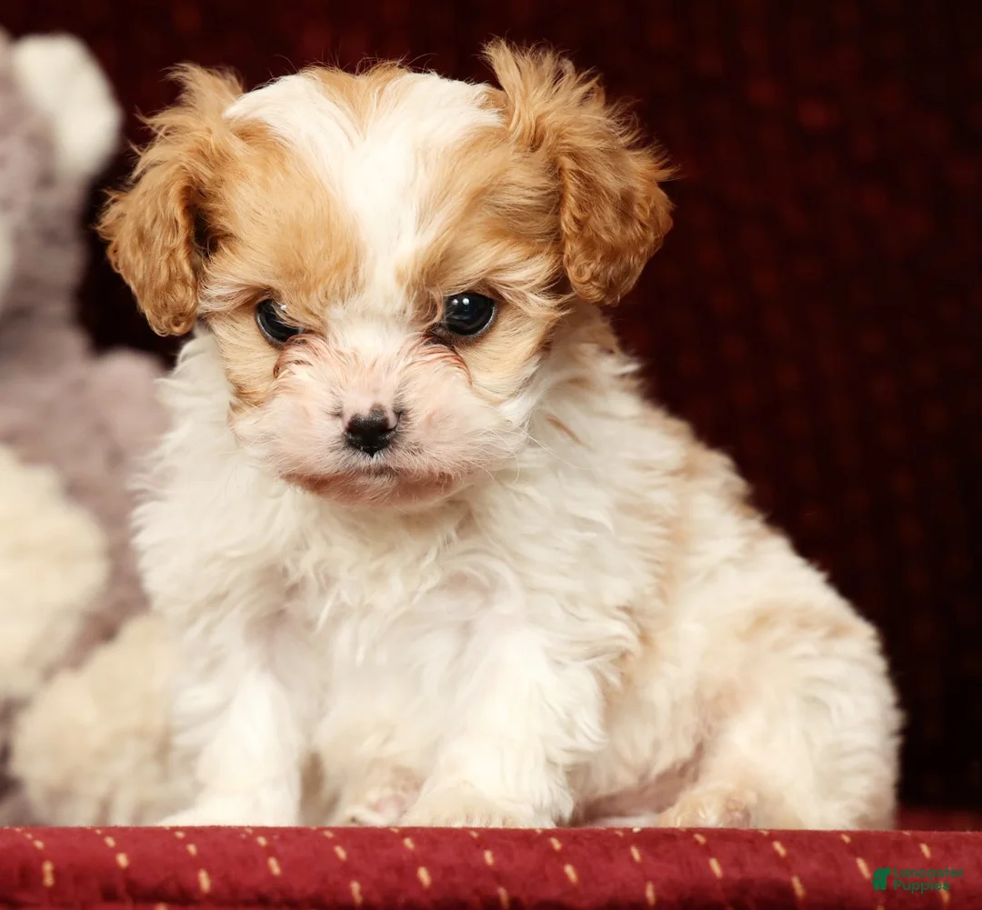 Cavalier King Charles Spaniel dogs for sale: Heidi - Ad 1