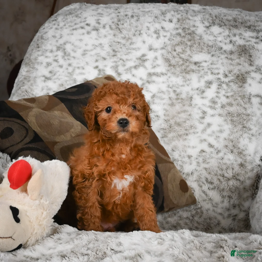 Cavapoo dogs for sale: Carl - Ad 8