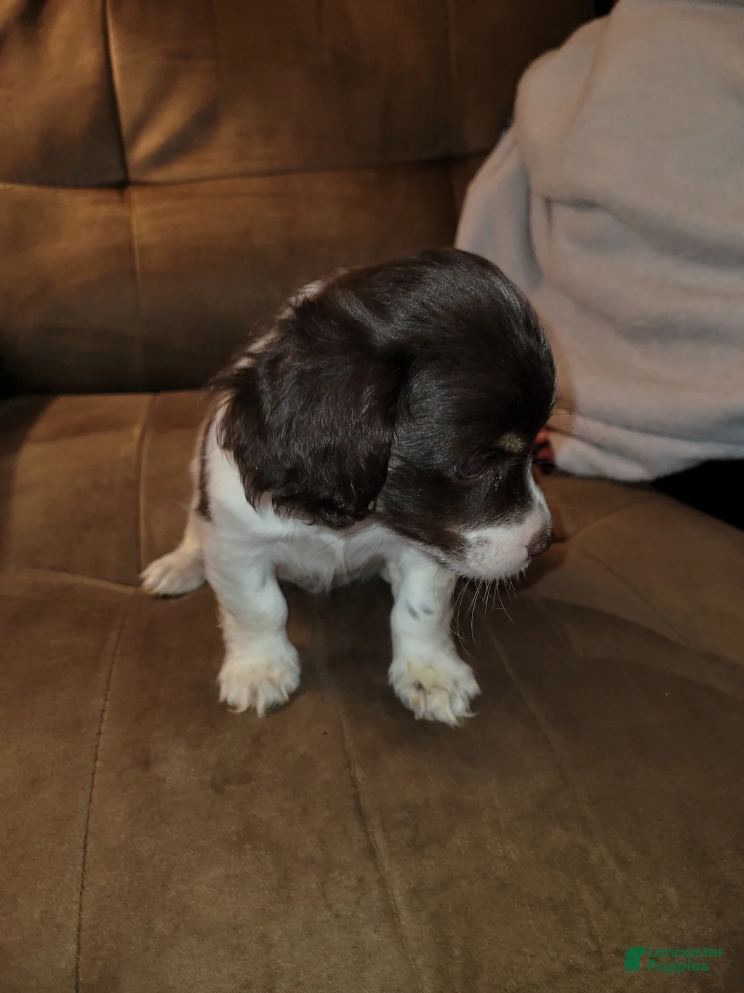 Yorkiepoo dogs for sale: Yorkiepoo Puppy 1 - Ad 6