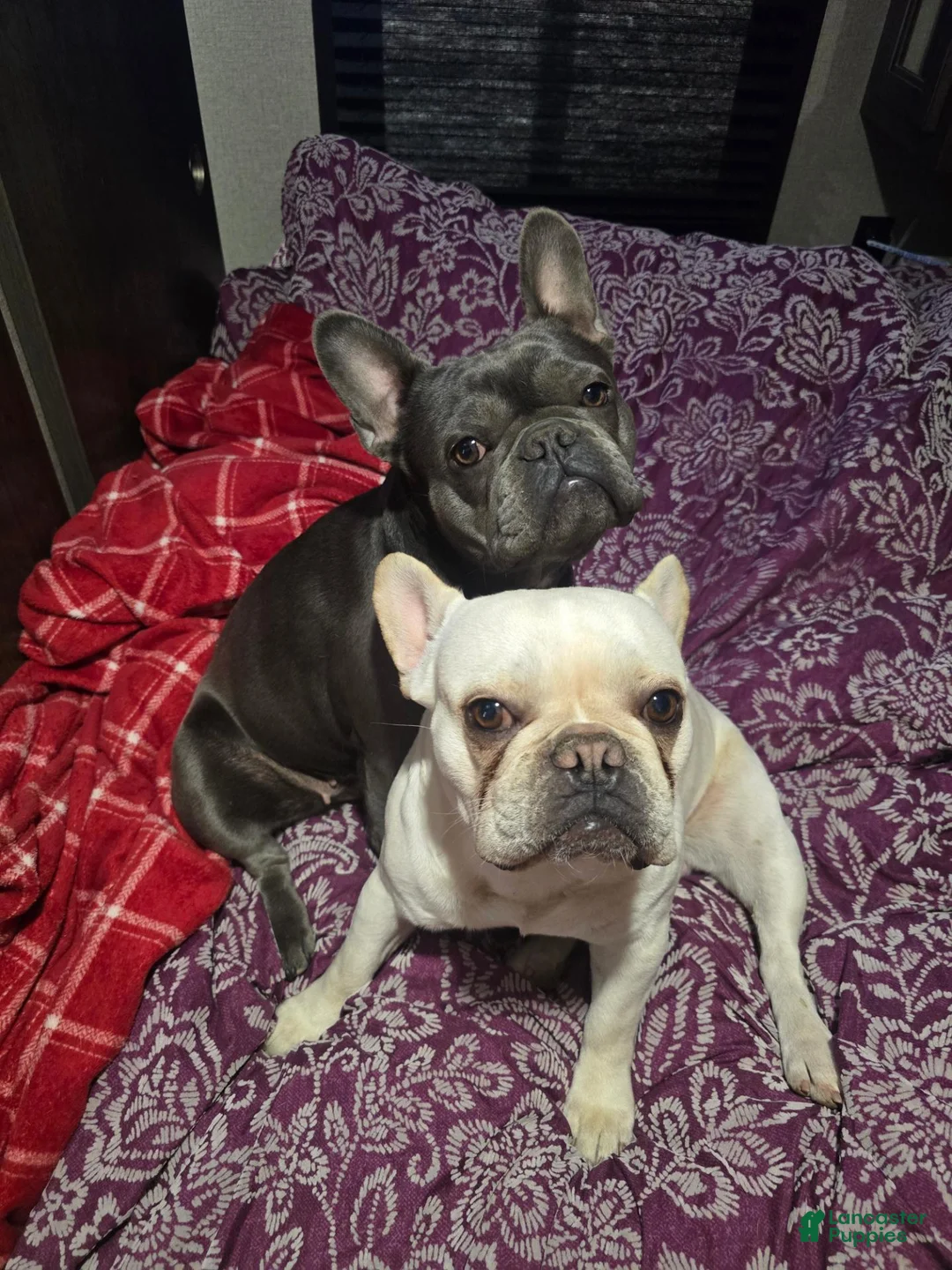 French Bulldog dogs for sale: French Bulldog 1 - Ad 2