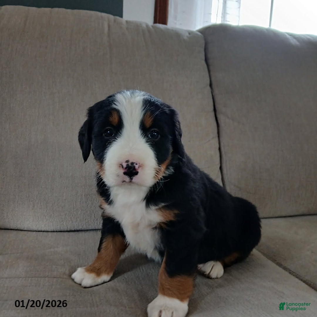 Bernese Mountain Dog dogs for sale: Isla - Ad 1