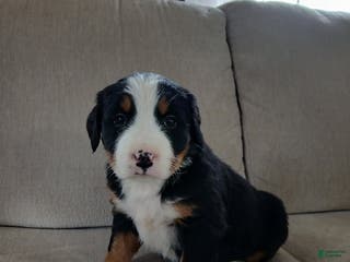 Bernese Mountain Dog dogs Isla - Ad 42