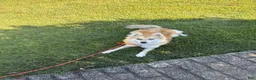 Pomsky dogs for sale: Reese - Ad 2
