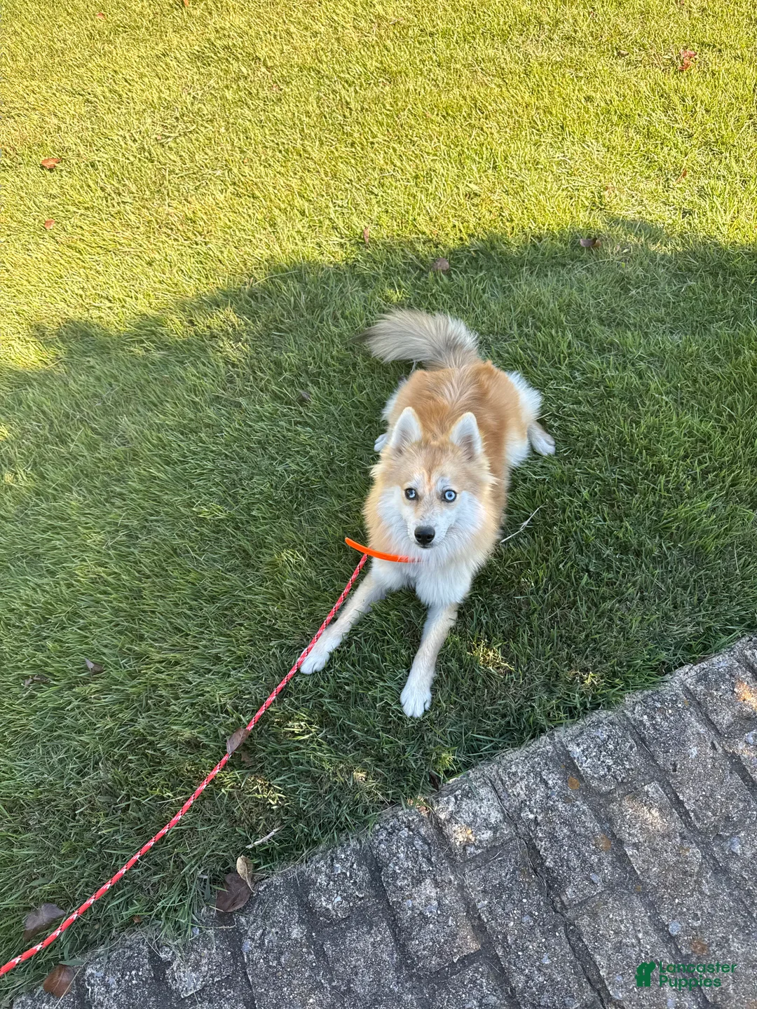 Pomsky dogs for sale: Reese - Ad 2