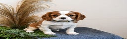Cavalier King Charles Spaniel dogs for sale: Buddy - Ad 2