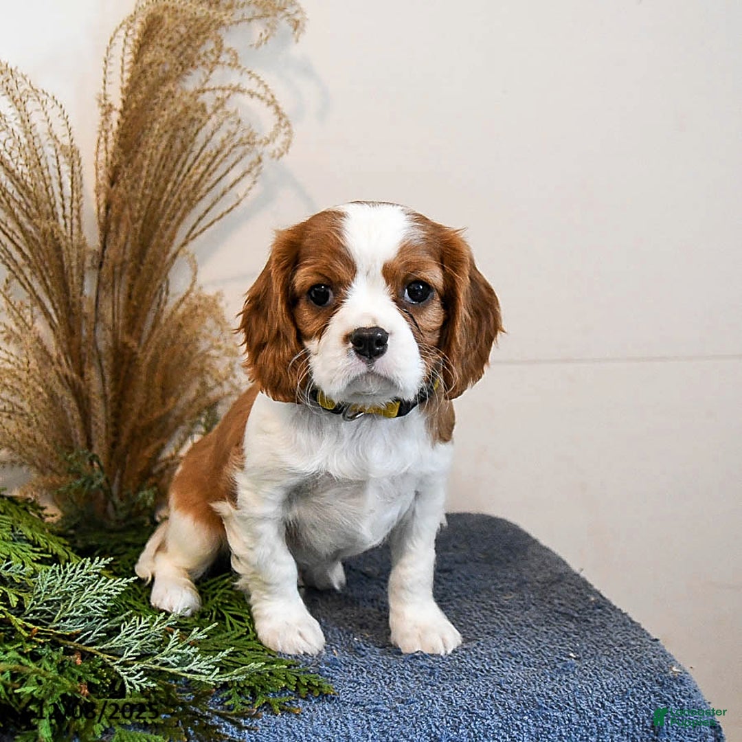 Cavalier King Charles Spaniel dogs for sale: Buddy - Ad 2