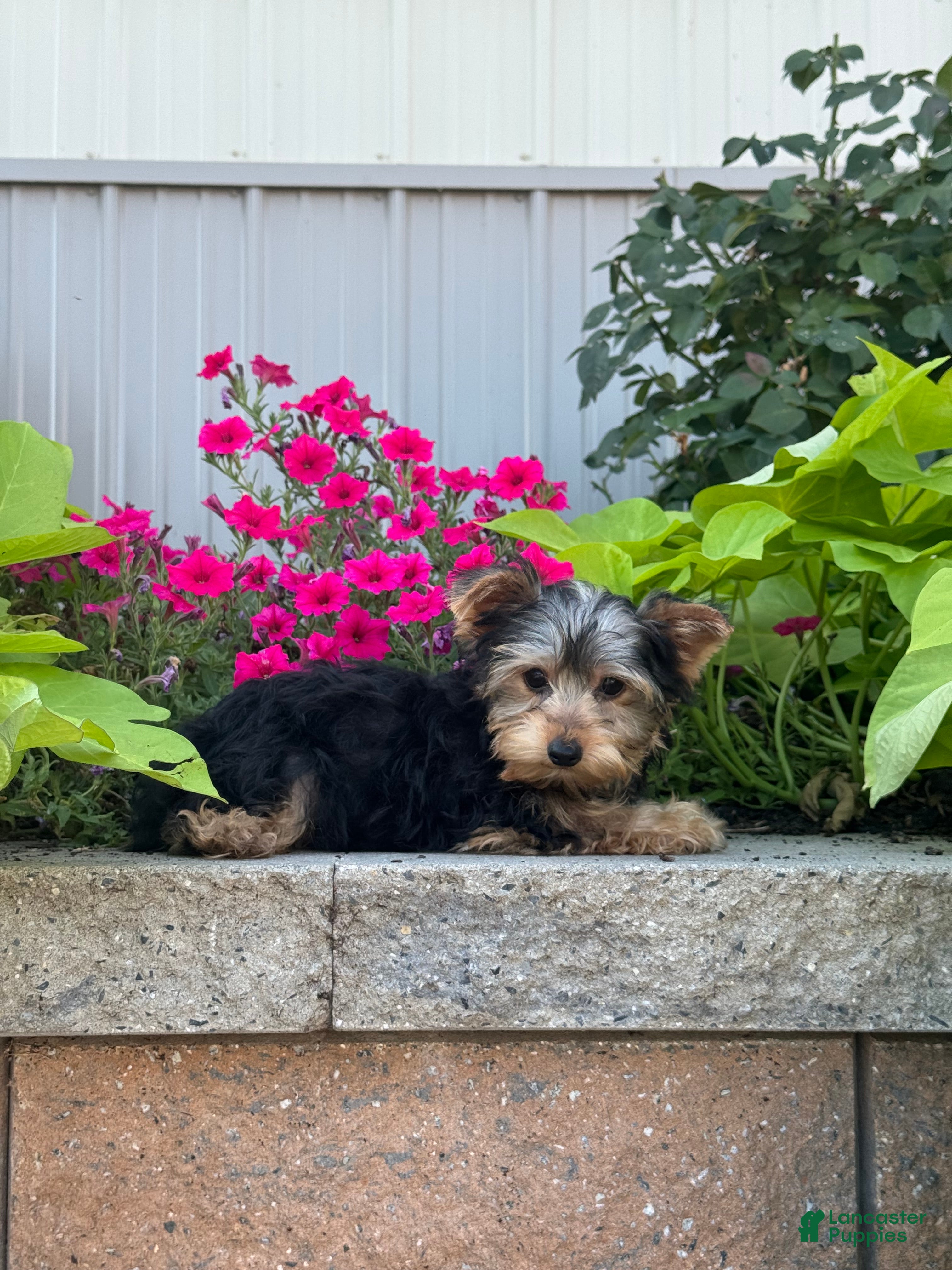 Yorkshire Terrier dogs Yeti - Ad 25