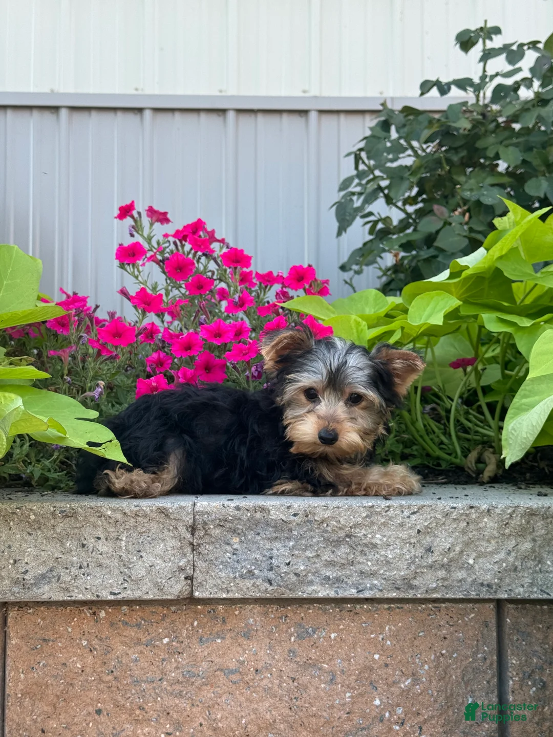 Yorkshire Terrier dogs for sale: Yeti - Ad 1