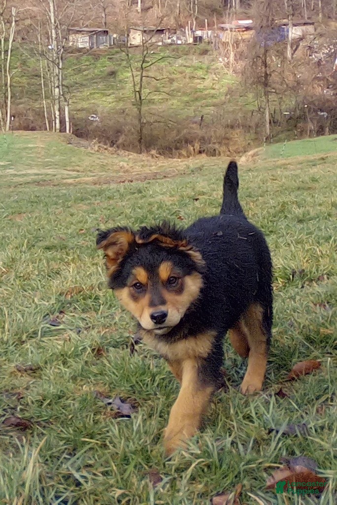 Mixed Breed dogs Aspen - Ad 2