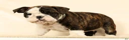 English Bulldog dogs for sale: Zayne - Ad 4