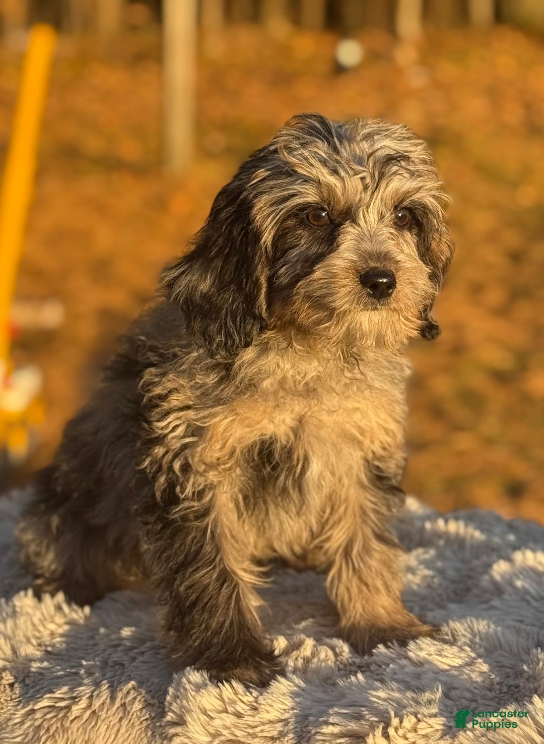 Cavapoo dogs for sale: Sasha - Ad 11