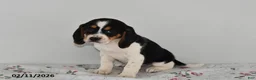 Beagle dogs for sale: Banjo - Ad 3
