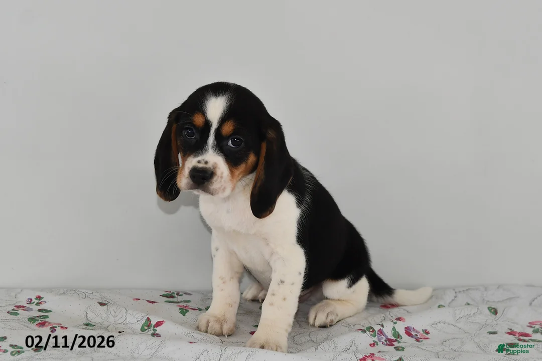 Beagle dogs for sale: Banjo - Ad 3