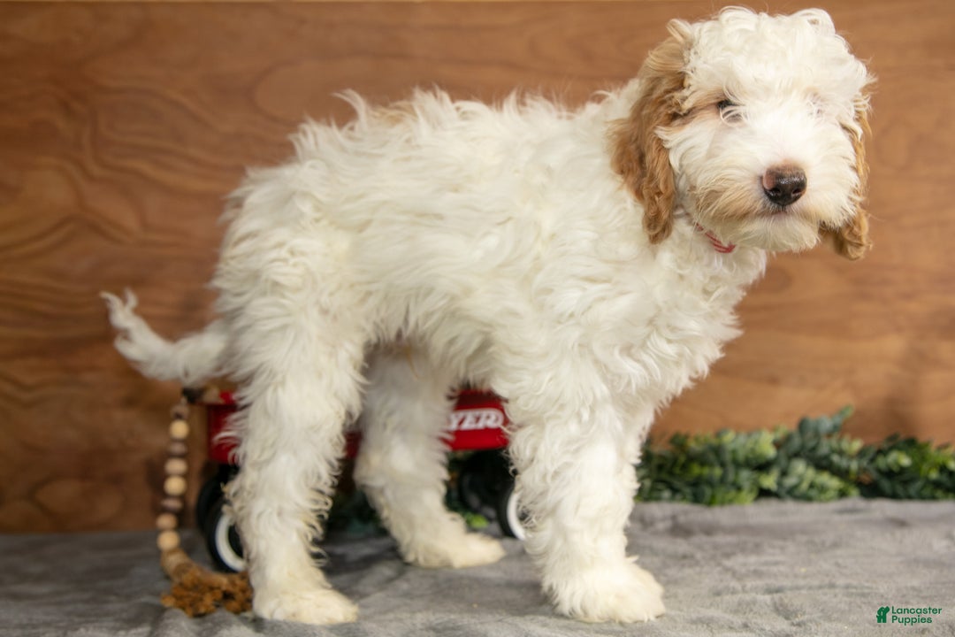 Mini Goldendoodle dogs for sale: Henry - Ad 3