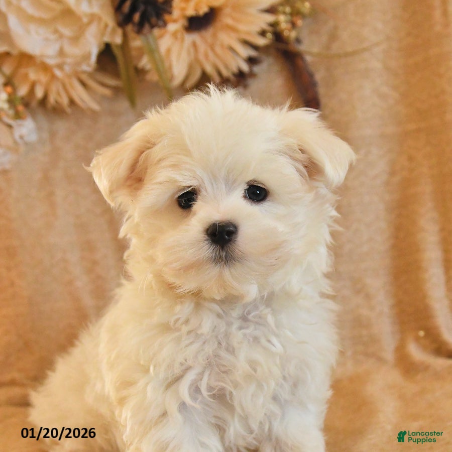 Maltese dogs Milo - Ad 2