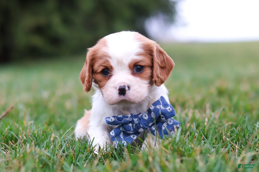 Cavalier King Charles Spaniel dogs for sale: Dane - Ad 2