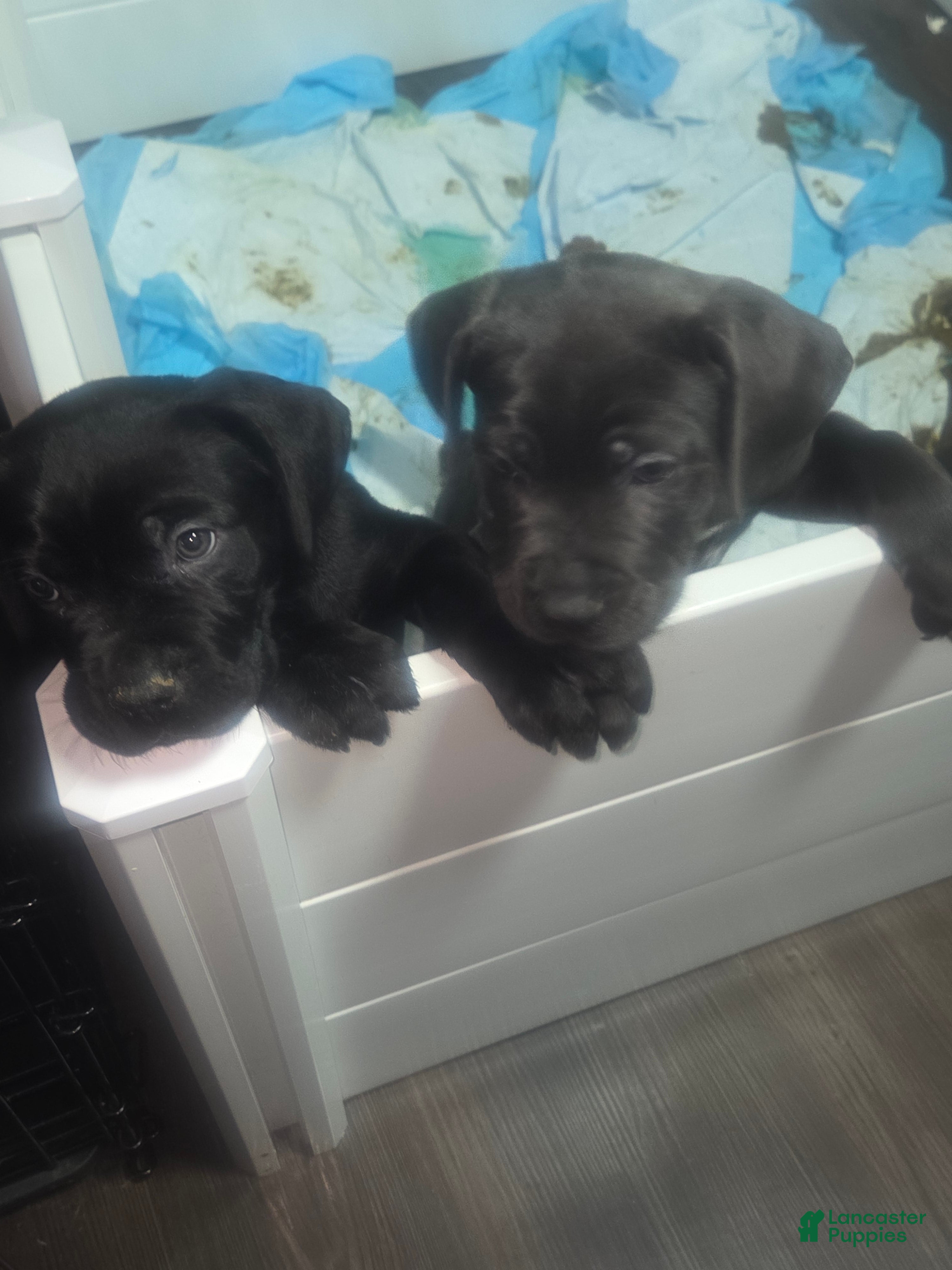 Cane Corso dogs Rocky - Ad 1