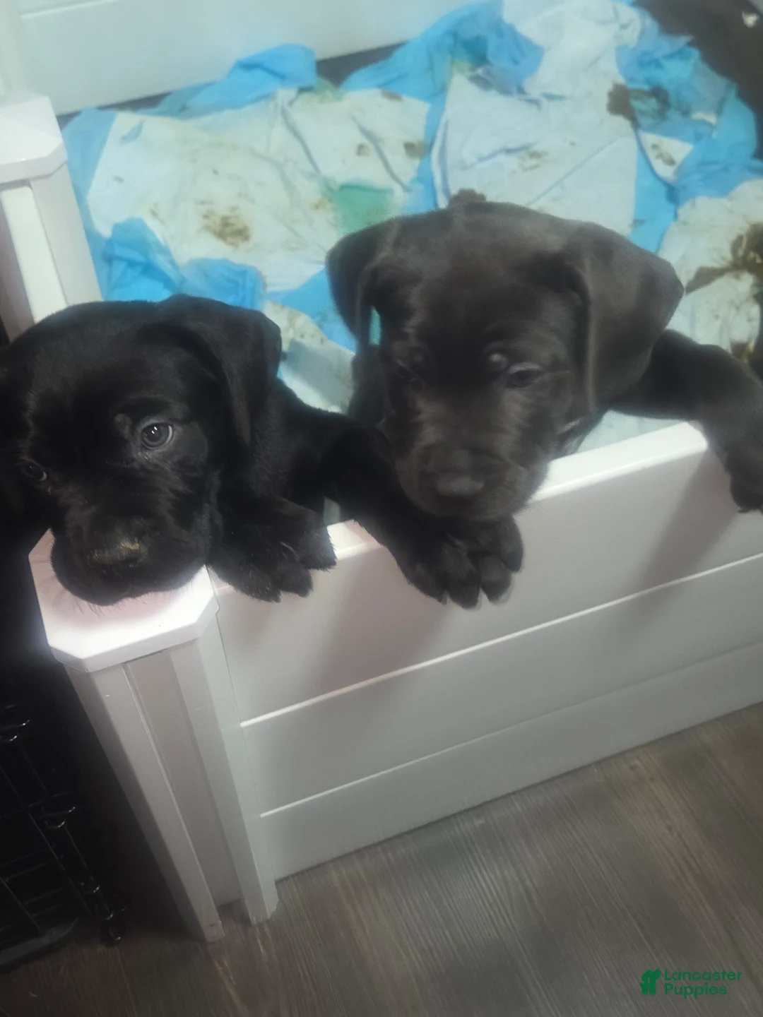 Cane Corso dogs for sale: Rocky - Ad 1