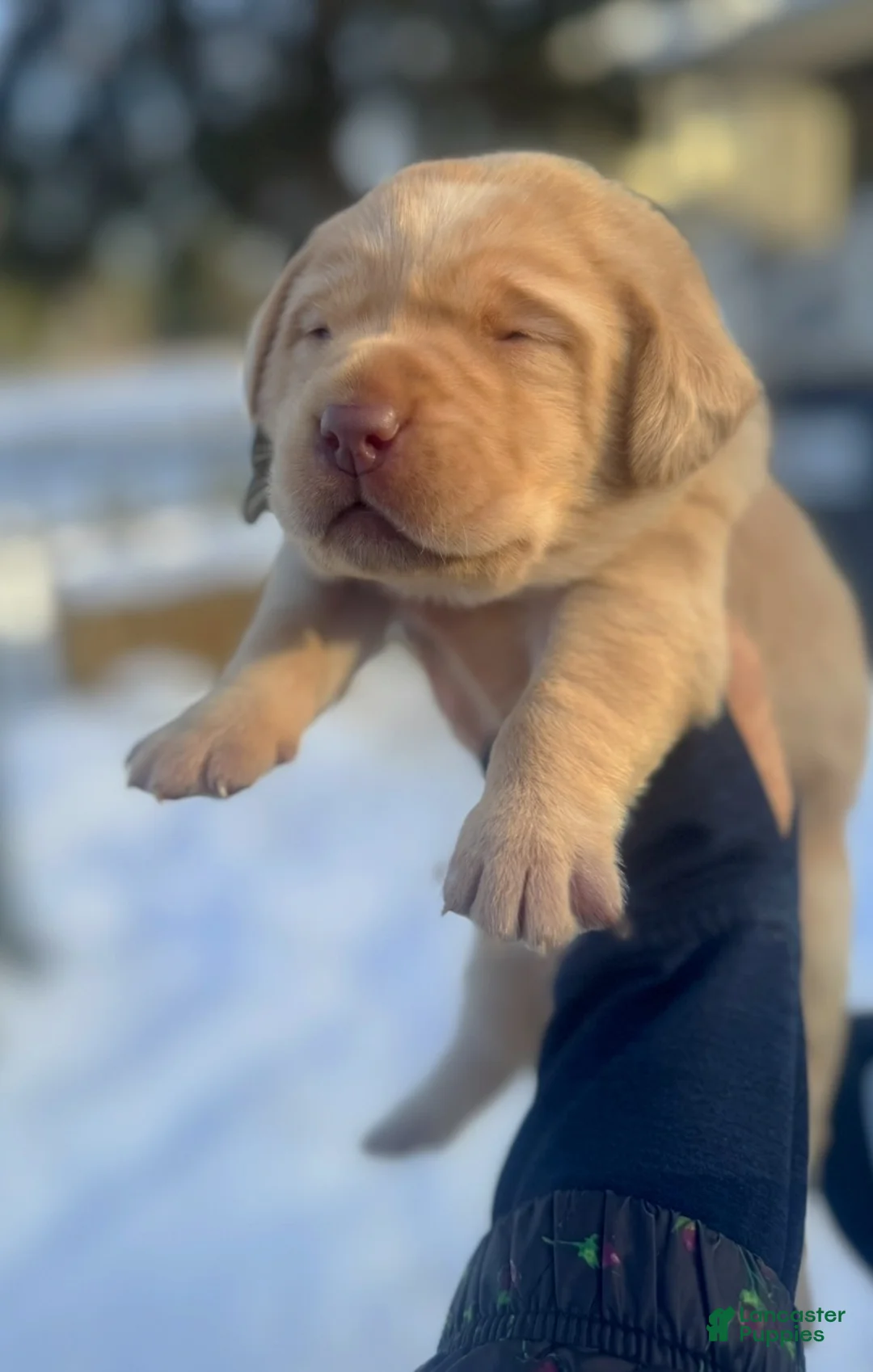 Labrador Retriever dogs for sale: Labrador Retriever Puppy 2 - Ad 11