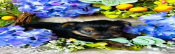 Yorkshire Terrier dogs for sale: Froggy - Ad 9