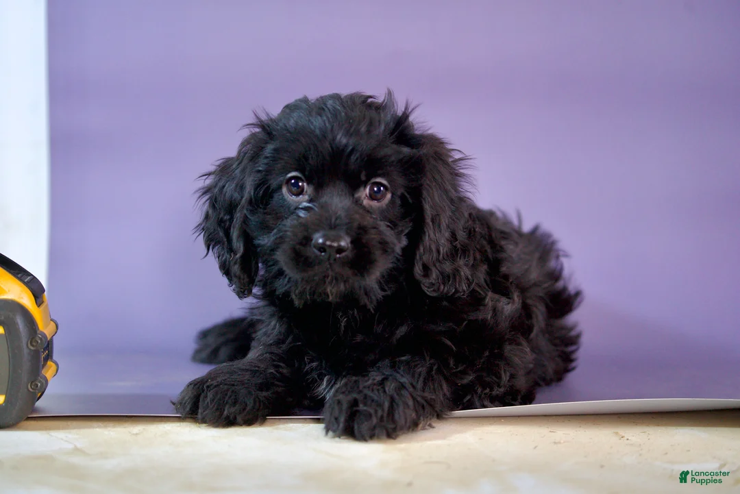 Cavapoo dogs for sale: Chocolate  - Ad 2