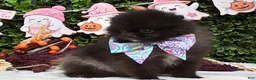 Pomeranian dogs for sale: Chip BLACK and SILVER - Ad 3