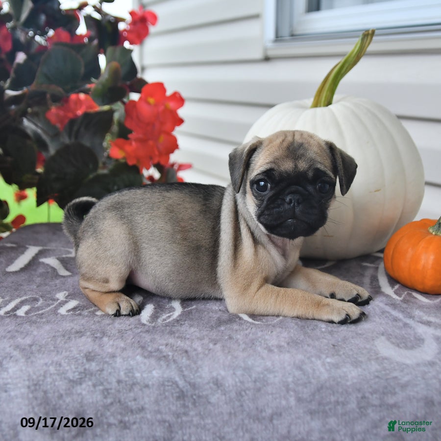 Puggle dogs Clover - Ad 2