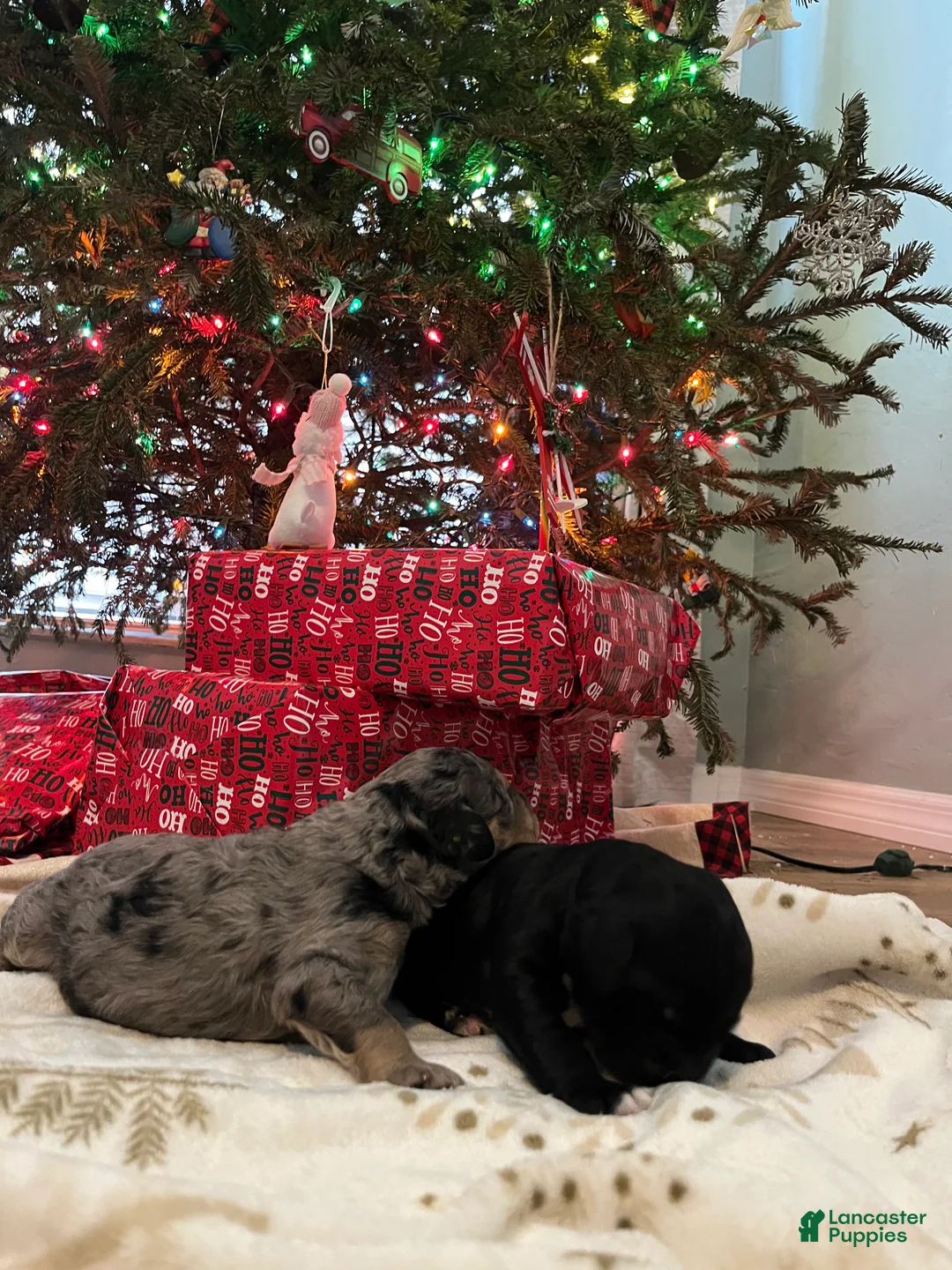 Goldendoodle dogs for sale: Jerry - Ad 9