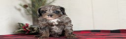 Cockapoo dogs for sale: Scout - Ad 8