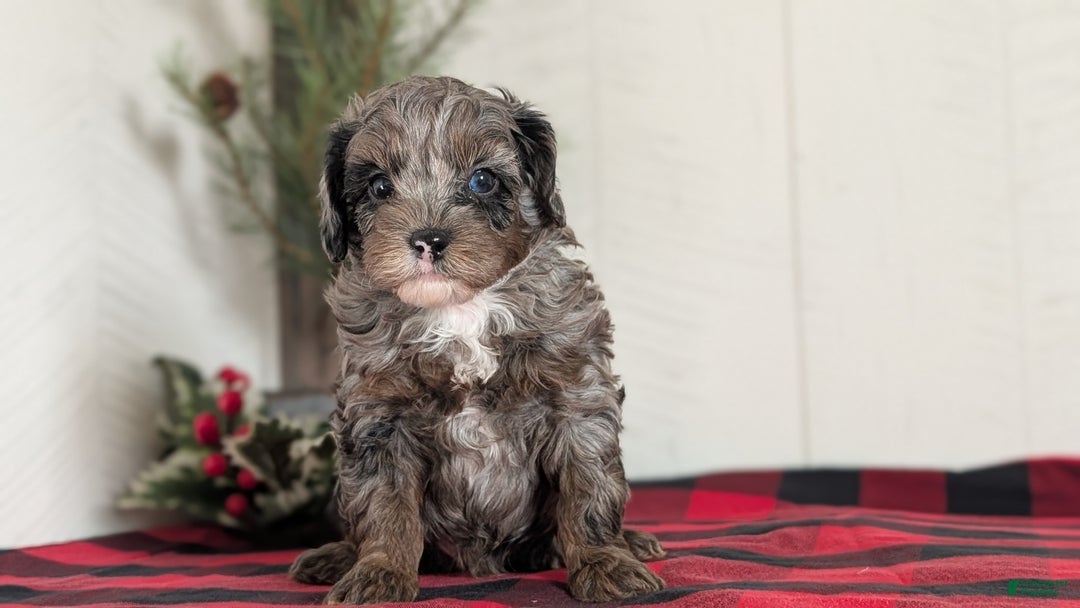 Cockapoo dogs for sale: Scout - Ad 8